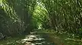 The "Bamboo Cathedral" on the road to the Tracking Station in Chaguaramas