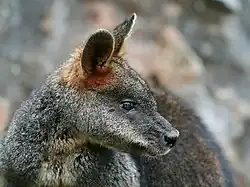 Gray wallaby