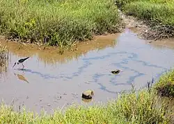 Bolsa Chica Ecological Reserve