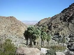 Washingtonia palms near Twentynine Palms, California, USA