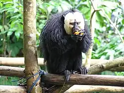 white-faced saki