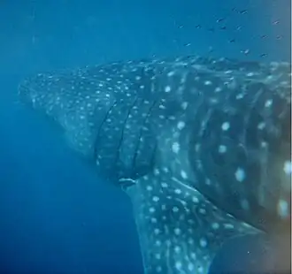 Whale shark at the reef located off the Ningaloo Coast