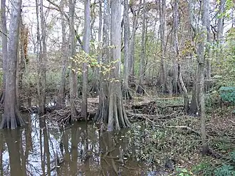 Peach Creek bottom at the CR 135 bridge looking west
