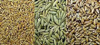 The smaller grain of wheat on the left, larger kernels of rye next, and triticale on the right — triticale grain is significantly larger than wheat.