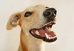 A tan Whippet with its mouth partially open
