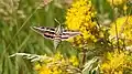 White-lined sphinx moth in Colorado, United States