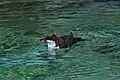 White-throated Dipper swimming in the river Pišnica, Slovenia