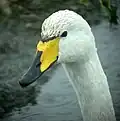 Head of a whooper swan, C. cygnus
