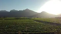 Vineyards in the Breedekloof