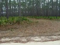 An unimproved road in the Wildlife Management Area off of Hwy. 67