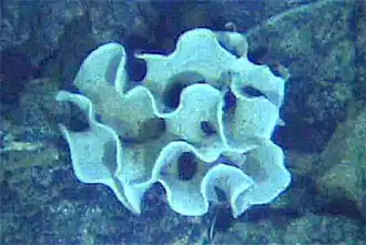 The xenophyophore, another single-celled foraminiferan, lives in abyssal zones. It has a giant shell up to 20&nbsp;cm (7.9&nbsp;in) across.[148]