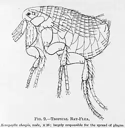 "Xenopsylla cheopis", the Oriental rat flea