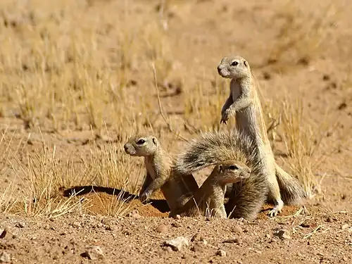 Three cape ground squirrels emerging from a burrow in the Namib Desert