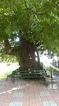 Centuries-old plane tree in mosque yard