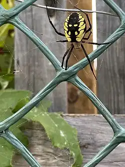 Yellow Garden Spider in Toronto, Canada