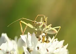 A front view of an adult Zelus renardii with the rostrum visible.
