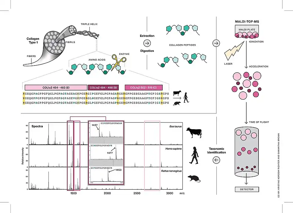 This figure describes the method of ZooMS (Zooarchaeology by Mass Spectrometry) which is a peptide mass fingerprinting method of type I collagen